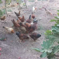 ۵عدد خروس|حیوانات مزرعه|سرپل ذهاب, |دیوار