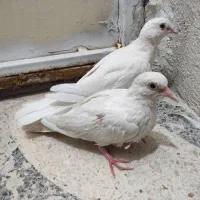 پرنده|پرنده|شیراز, تحویلی|دیوار