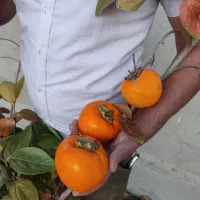 انواع نهال خرمالو