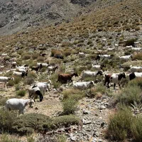 بز فروشی|حیوانات مزرعه|بم, |دیوار