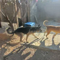 سگ ژرمن نر ماده اصل|سگ|ارژن, |دیوار