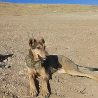 توله نر ۵ ماهه سرابی