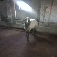 قوچ نژاددار شال