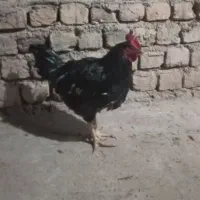 خروس|حیوانات مزرعه|ساوه, |دیوار
