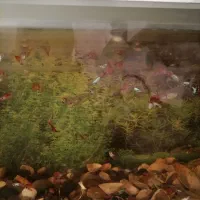 ماهی گوپی دانه 40هزار|ماهی|بیرجند, |دیوار