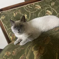 گربه بریتیش نر جهت جفت گیری