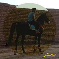 نریان عرب و مادیان دره شور|اسب و تجهیزات اسب‌سواری|ورامین, ورامین|دیوار