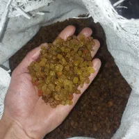 سبزه،تیزابی