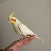 عروس هلندی