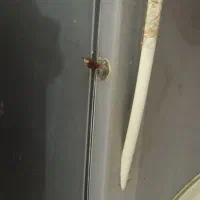 یخچال فریزر|یخچال و فریزر|بهبهان, |دیوار