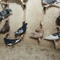 دسته کفتری|پرنده|شیراز, پانصد دستگاه ارتش|دیوار