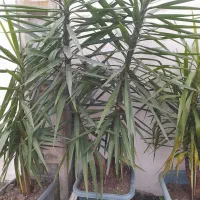 تعدادی یوکا و...