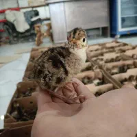 فروش ویژه جوجه یک روزه بوقلمون برنز عمده