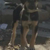 سگ اصل|سگ|نهاوند, |دیوار