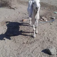 بز وکهره فروشی|حیوانات مزرعه|بلوک, |دیوار