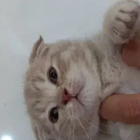 بچه گربه  اسکاتیش زیبا گلد روشن دبل فولد