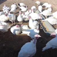 تنظیم بازار بوقلمون زنده