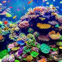 صخره مرجانی آکواریوم|ماهی|اسدآباد, |دیوار