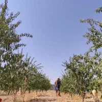 باغ-فروش-و-معاوضه-چشمه-مرغاب