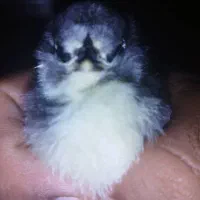 تخم مرغ گلین نطفه دار|حیوانات مزرعه|مرودشت, رامجرد یک|دیوار