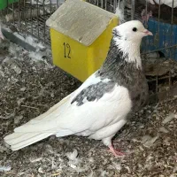 دو تا طوقی نر|پرنده|میانه, |دیوار