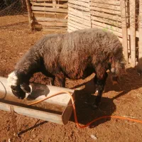 قوچ جوان قره قیر|حیوانات مزرعه|انبارآلوم, |دیوار