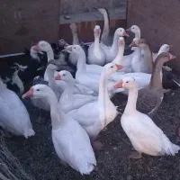 فروش غاز محلی