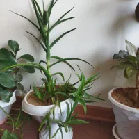 گل طبیعی|گل و گیاه طبیعی|ساوه, |دیوار