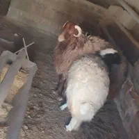 فروش بره|حیوانات مزرعه|دهق, |دیوار