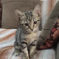 واگذاری دو تا گربه مهربون