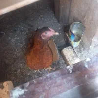 مرغ