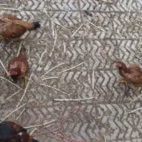 لاری نژاد دار