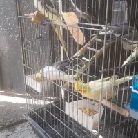 طوطی عروس هلندی|پرنده|رشت, سلیمانداراب|دیوار