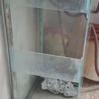 اکواریوم بزرگ وسالم|ماهی|سنندج, |دیوار