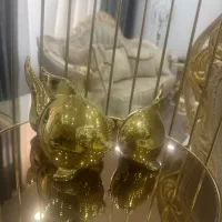 ویترین طلایی|مجسمه، تندیس، ماکت|پاکدشت, پاکدشت (مامازند)|دیوار