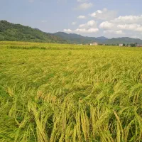 برنج هاشمی غرب گیلان، شهرستان آستارا|خوردنی و آشامیدنی|لوندویل, |دیوار