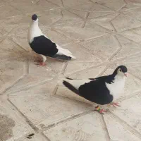 کفتر