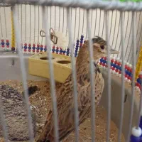 سهره خاکی نر جوجه برج 2