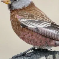 فروش انواع فنچ