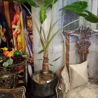 گل بابا آدم با گلدان رخ