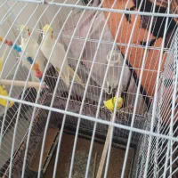 یک جفت مرغ عشق و یک جفت عروس هلندی|پرنده|علیآباد کتول, |دیوار