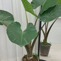 گل بابا آدم