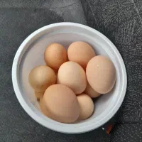 تخم مرغ تازه