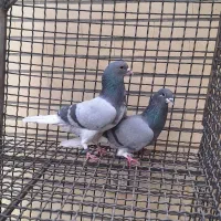 کبوتر دمگیر|پرنده|اصفهان, ستار|دیوار