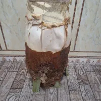 پنیر نخل.جمار