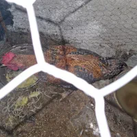 خروس خوش رنگ