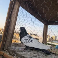 سینه ای|پرنده|اصفهان, منتظرالمهدی|دیوار