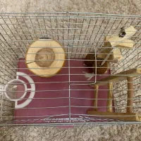 ۲ عدد قفس پرنده بهمراه ملزومات|لوازم جانبی حیوانات|رشت, کوی بیانی|دیوار