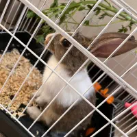 خرگوش نر چهار ماهه