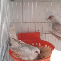 کبوتر خانگی نر شکلاتب ماده سیلور